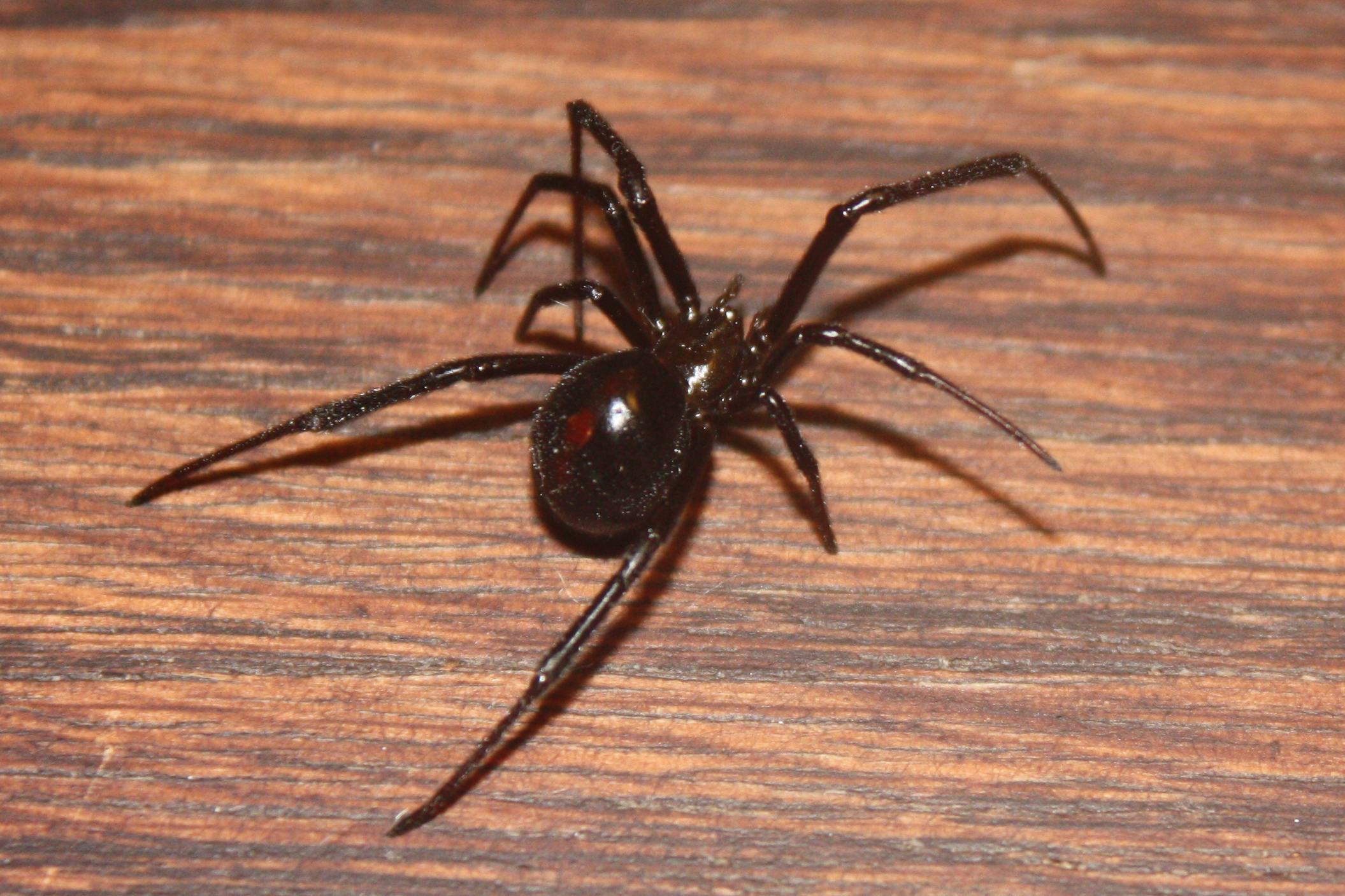 Большой домашний паук. Каракурт паук. Каракурт, Тарантул Крестоносец. Черный воронковый паук. Черный паук 10мм.